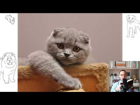 Scottish Fold Cat. Pros and cons, price, how to choose, facts, care, history