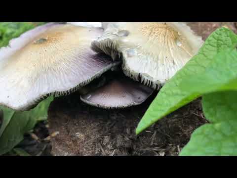 Properly Identifying the Psilocybe Cubensis or “Magic Mushroom”