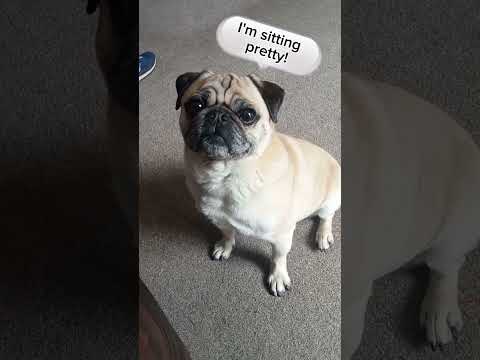 sitting pretty funny double meaning cute pug what's that one thing you spent so much money on? #pug