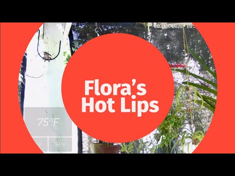 Flora's Hot Lips