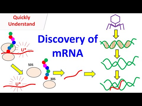 mRNA | Discovery of mRNA