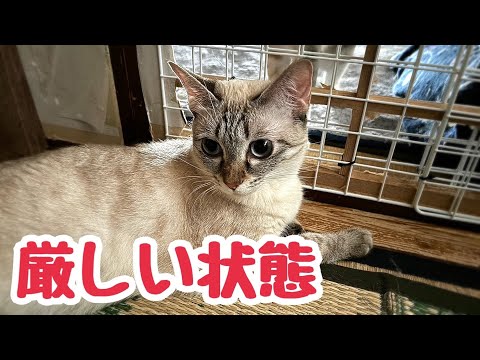 病状悪化した難病の猫のこれからについてと茶トラ子猫の甘えんぼTIME