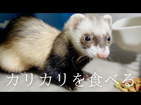 【ARMR風】フェレットがご飯を食べる姿は意外と野生っぽい【ferret#1745】