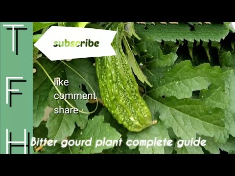 How to take care of Bittergourd plant, Plant Seeds, Sunlight, water, Trail,Soil etc + bonus tip