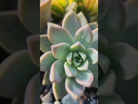 Succulents are very peaceful, calming, and beautiful. #succulent #plants