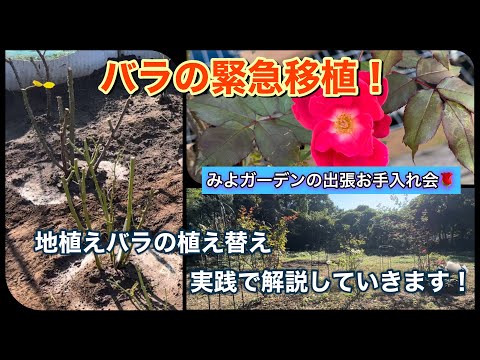 【地植えバラの緊急移植】成功率が上がるコツを実践で解説していきます🌹