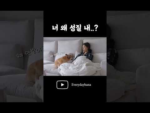 주인한테 성질내는 강아지 #dog #vlog