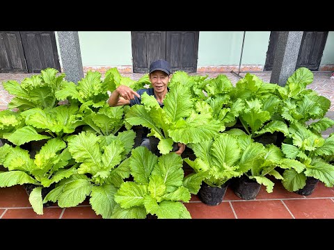 Super Economical Vegetable Growing Tips: High Yield, Low Pests For People Without A Garden!