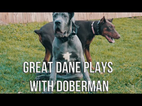 Great Dane Socialization