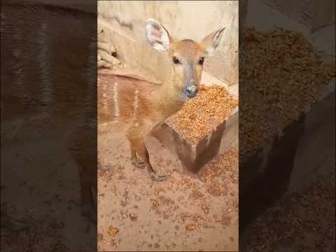 Hunter raising bushbuck at home