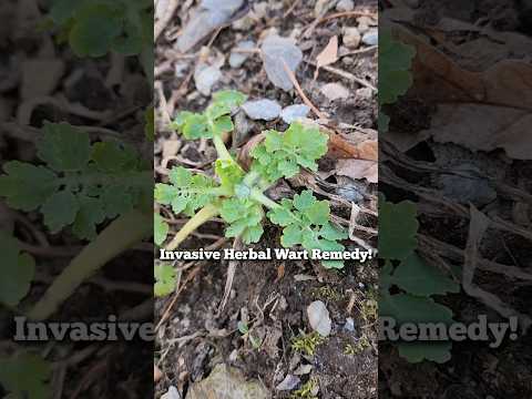 Invasive Herb is Wart Remedy