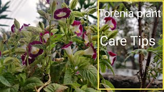 Torenia/Wishbone plant Care tips | How to get more blooms | #greenmeadows