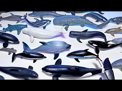 Dolphins and Whales Collection - Bottlenose Dolphins, Spinner Dolphins, Atlantic Spotted Dolphins