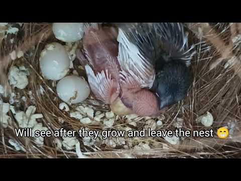 I foster some finch eggs under societyes and have a mysterious chick 🤔🧐