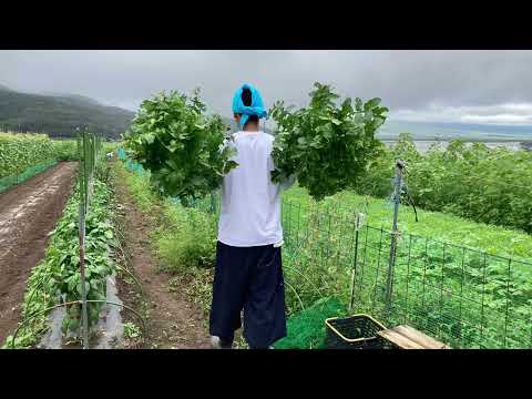 忍野村野菜爆弾,となり村の畑で大根収穫,忍野村の畑で大根収穫,忍野村のトウモロコシ畑,忍野村の畑,天天庵,天天ファーム,忍野村内野,忍野村グルメ,山中湖村から忍野村へ出勤,no82@bokuchamame