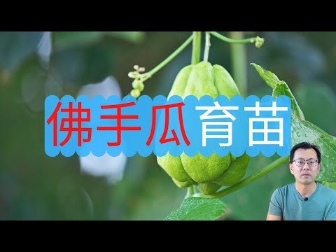 佛手瓜催芽方法，佛手瓜什么时候育苗？简单又轻松的方法！