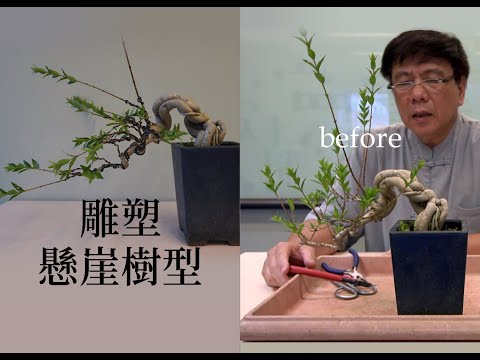 夏∣半懸崖樹型雕塑∣請點選字幕 ◤林慶祥盆景藝術教學◢ Bonsai in Taiwan