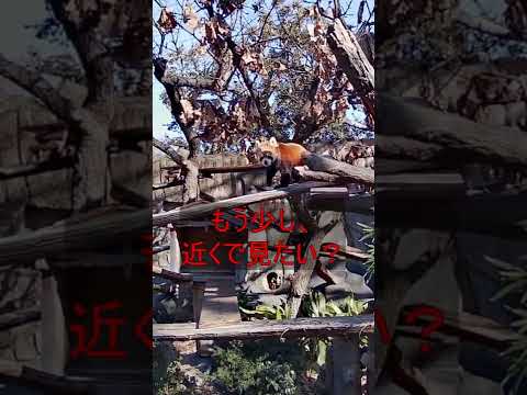 【横浜観光】野毛山動物園の人気者！ #Shorts