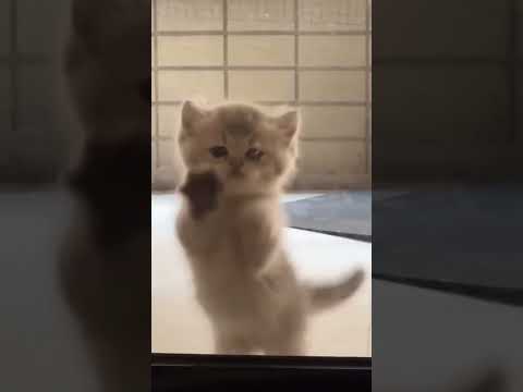 Wow Funny Animals cat video | Funniest Cats and Dogs | Videos 2023 #pets#funny#c