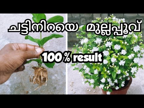 How to grow Jasmine in Pot #jasmine #jasminplant #airlayering #gardening #jasmineflower