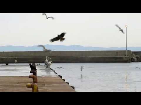 港で戯れる鳥たち　2018 5 23