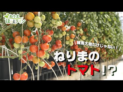 ねりまほっとライン（採れたて新鮮で急成長！ねりまのトマト）令和５年４月号