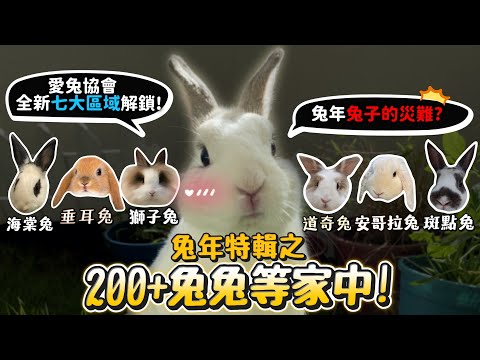 兔年兔子災難?200+兔子等待領養?愛兔協會全新七大區域解密?兔子正確飼養?【許伯簡芝】