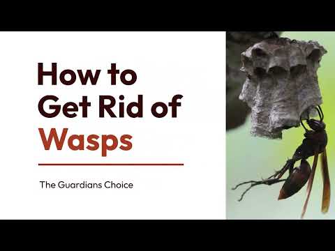 4 Ways to Get Rid of Wasps | How to Get Rid of Wasps | The Guardians Choice