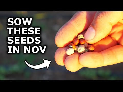 7 Seeds YOU MUST Grow in November