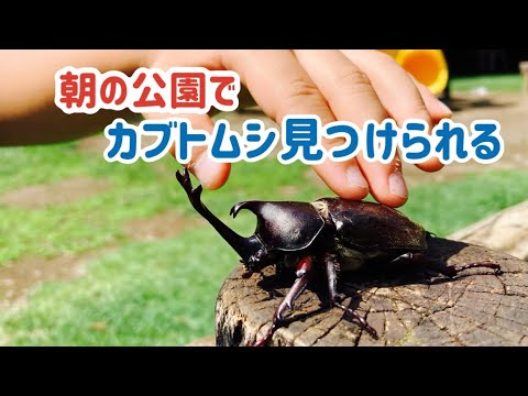 【カブトムシ】見つけに行こう