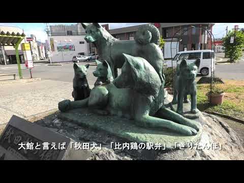 【大館市】秋田県大館市　秋田犬に触れ合ってきたヨ