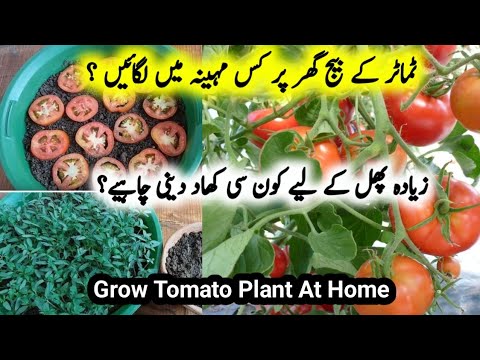 How To Grow Tomato plant At Home/Best Fertilizer For Tomato Plant/Growing Tomato in pots At home