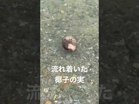 流れ着いた椰子の実🥥