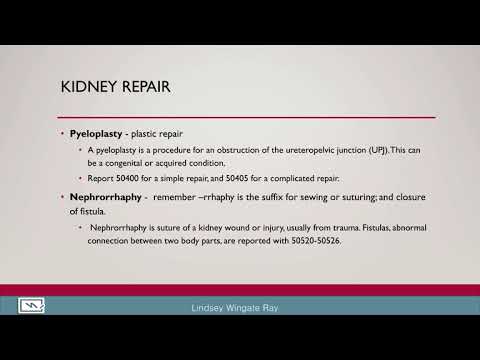 Urinary and Male Genital System