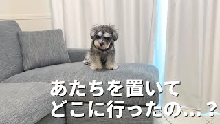 犬のお留守番を隠し撮りしたら胸が締め付けられました...【シュナウザー】