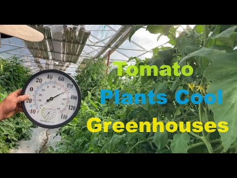 Ultimate Off grid Greenhouse: Using Tomato Plants as Swamp Coolers -- 8 mm 4-layer polycarbonate