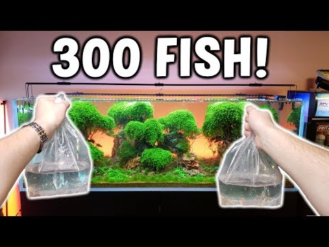 Adding 300 FISH! To Ancient Gardens Planted Aquarium