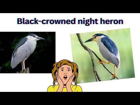 Black-crowned night heron