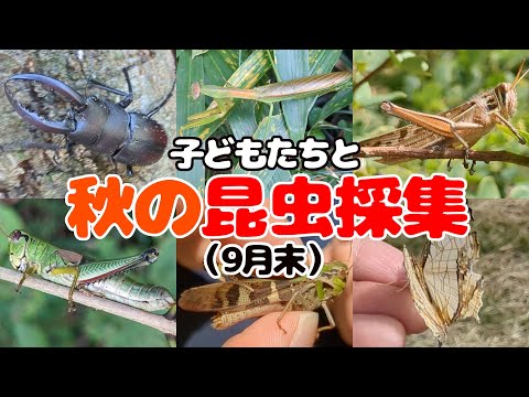 家族で秋の虫取り！何種類見つかる？？！