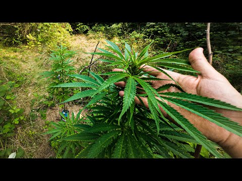 Cannabis Outdoor Guerilla Grow - August Update