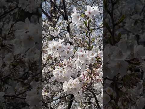 Hello Cherry Blossoms 🌸 #springseason #tokyojapan #sakura #spring2024 #inokashirapark