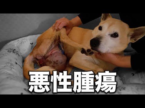 【末期がん】悪性?の腫瘍が3回も再発...犬の癌の闘病生活に密着