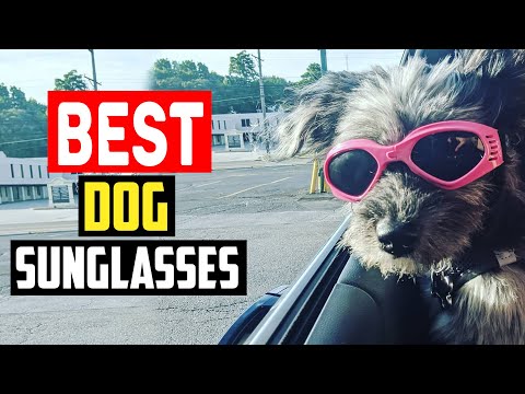 Top 5 Best Dog Sunglasses and Goggles in 2023