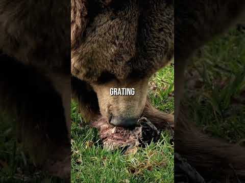 Fighting a Grizzly Bear with a Pocket Knife #shorts