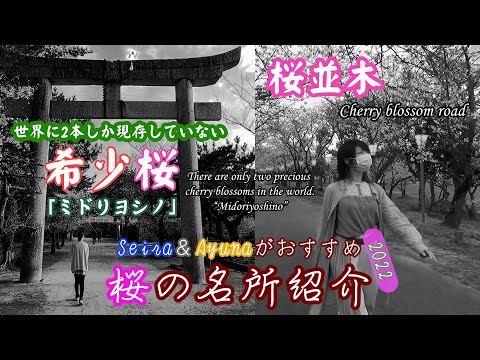 Seira＆Ayunaがおすすめ 桜の名所紹介 2022