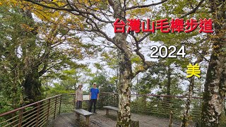 2024 1005台灣山毛櫸步道 今年山毛櫸搶先看