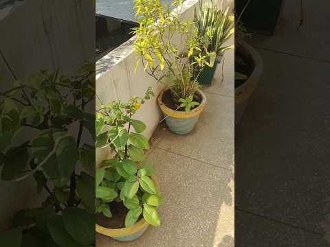 Balcony Plantation 🌱 | #shorts #balconygarden #shortsviral #trending