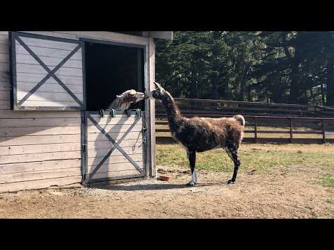 FUNNIEST Farm Animals of 2024 | 60 minutes