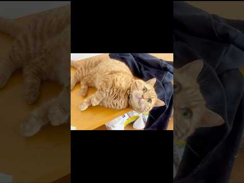 名前を呼ばれるとめちゃくちゃかわいい声で返事してくれる猫 #マンチカン #shorts