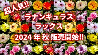 【超人気‼】販売開始‼ラナンキュラス ラックスのお話 ｂｙ園芸チャンネル 園芸 ガーデニング 初心者  747